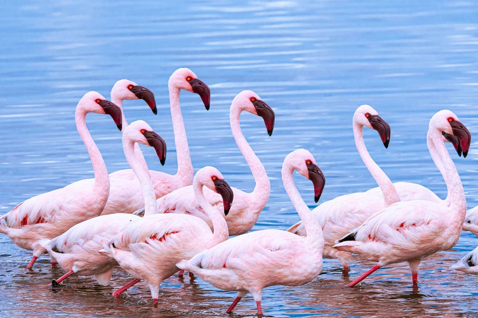 Flamingos standing in shallow water