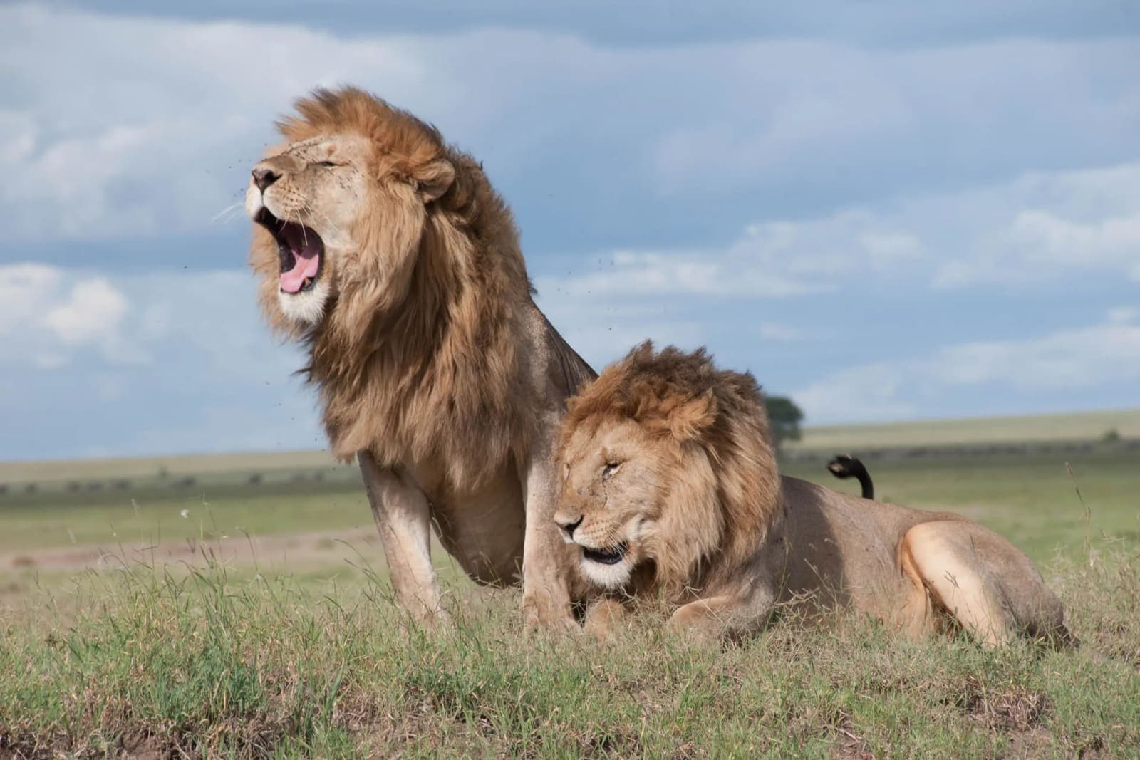 Two lions resting in open grassland