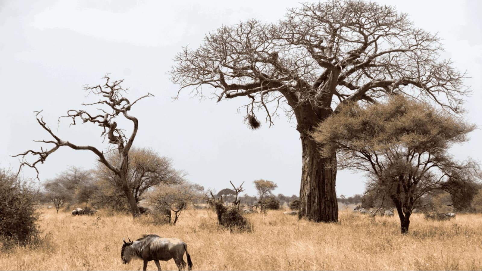 A wildebeest beneath baobab trees in dry grass