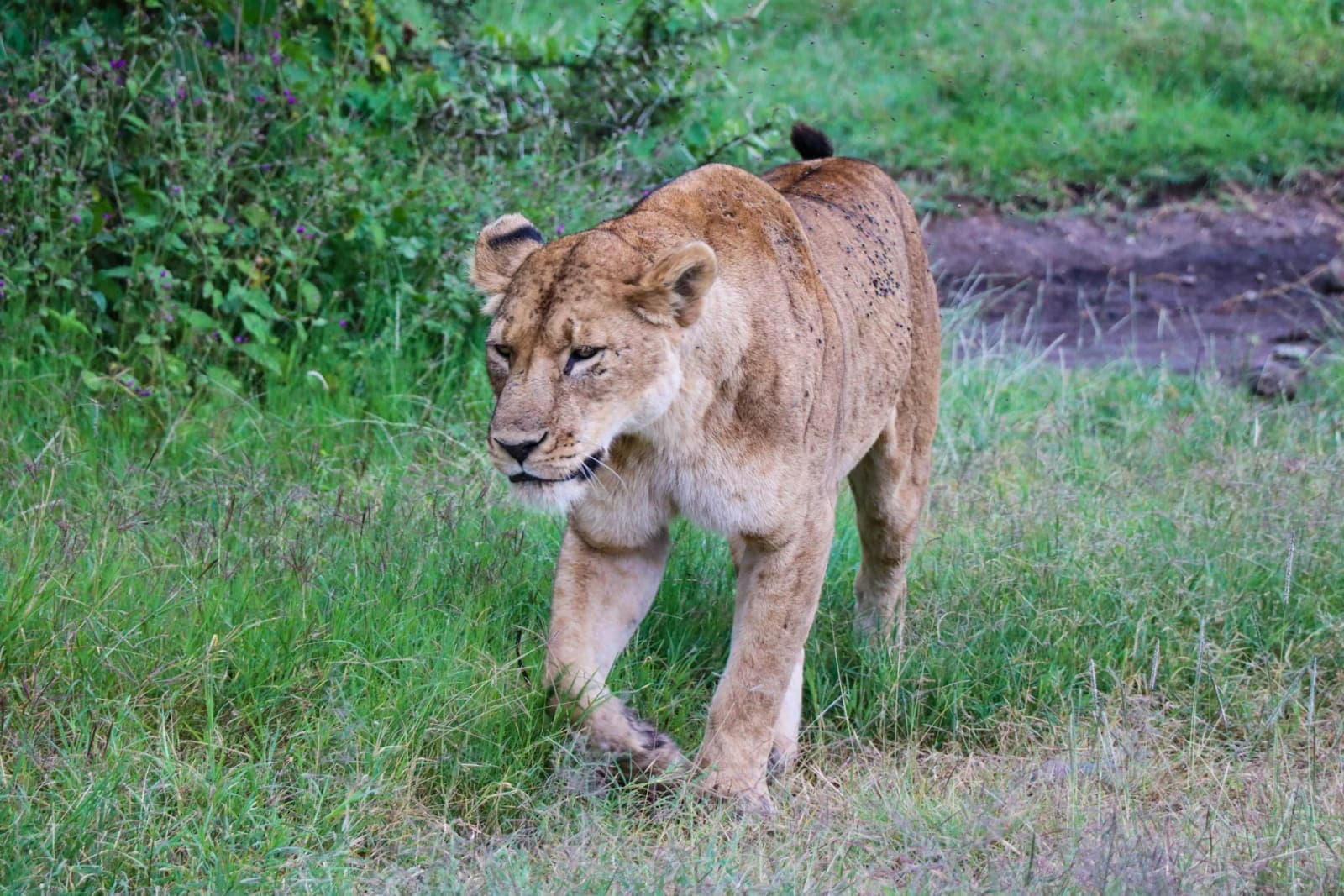 A lioness walking through green grass