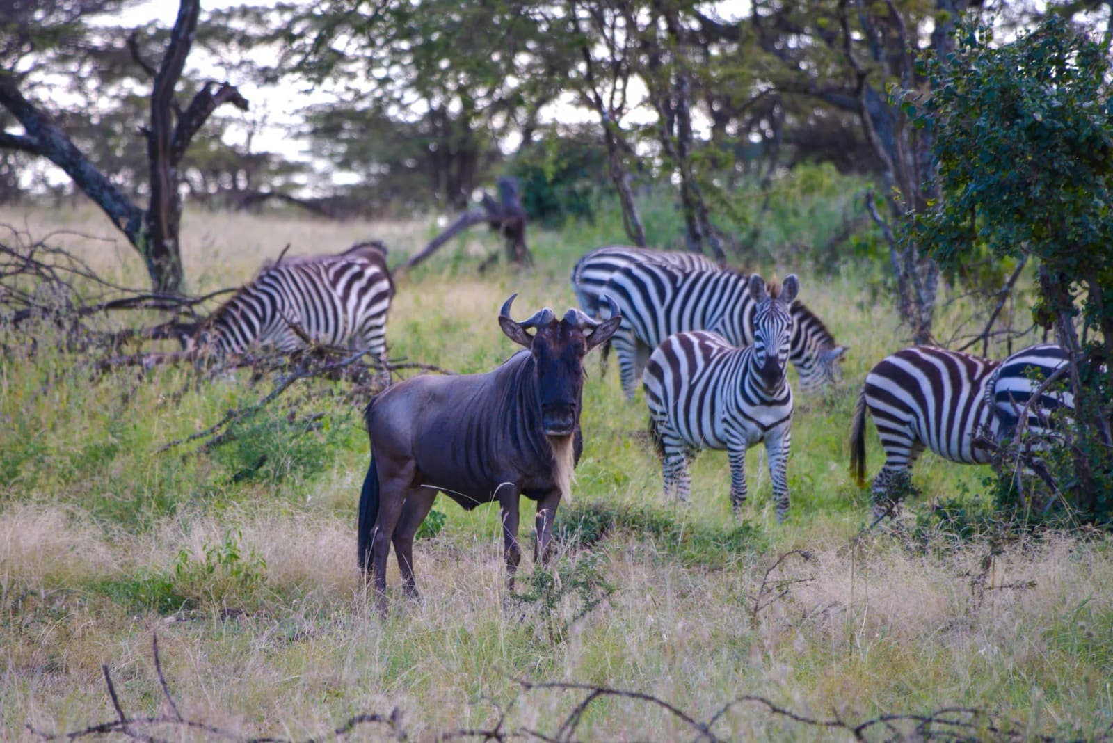A wildebeest and zebras in acacia woodland