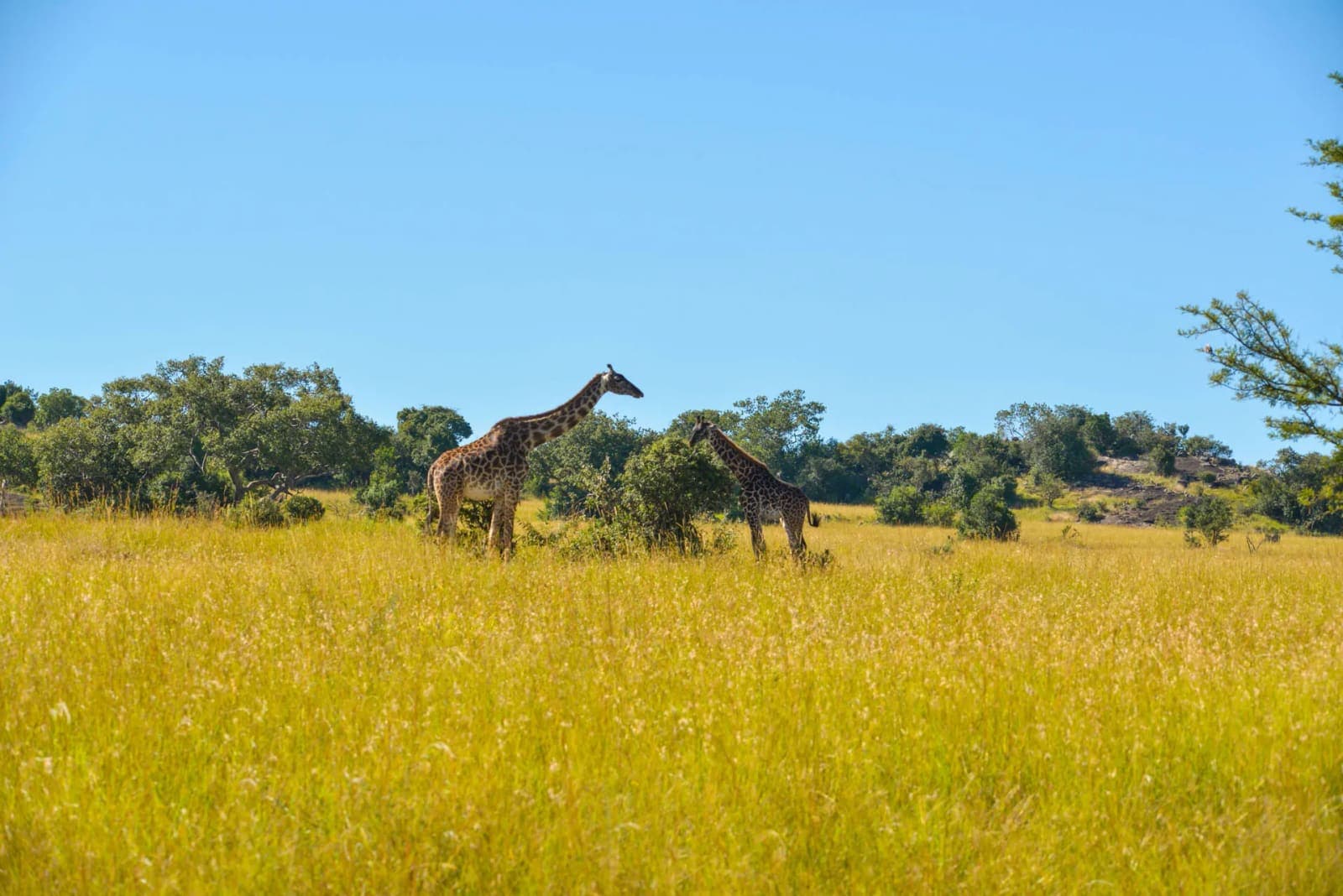 Two giraffes in tall yellow grass