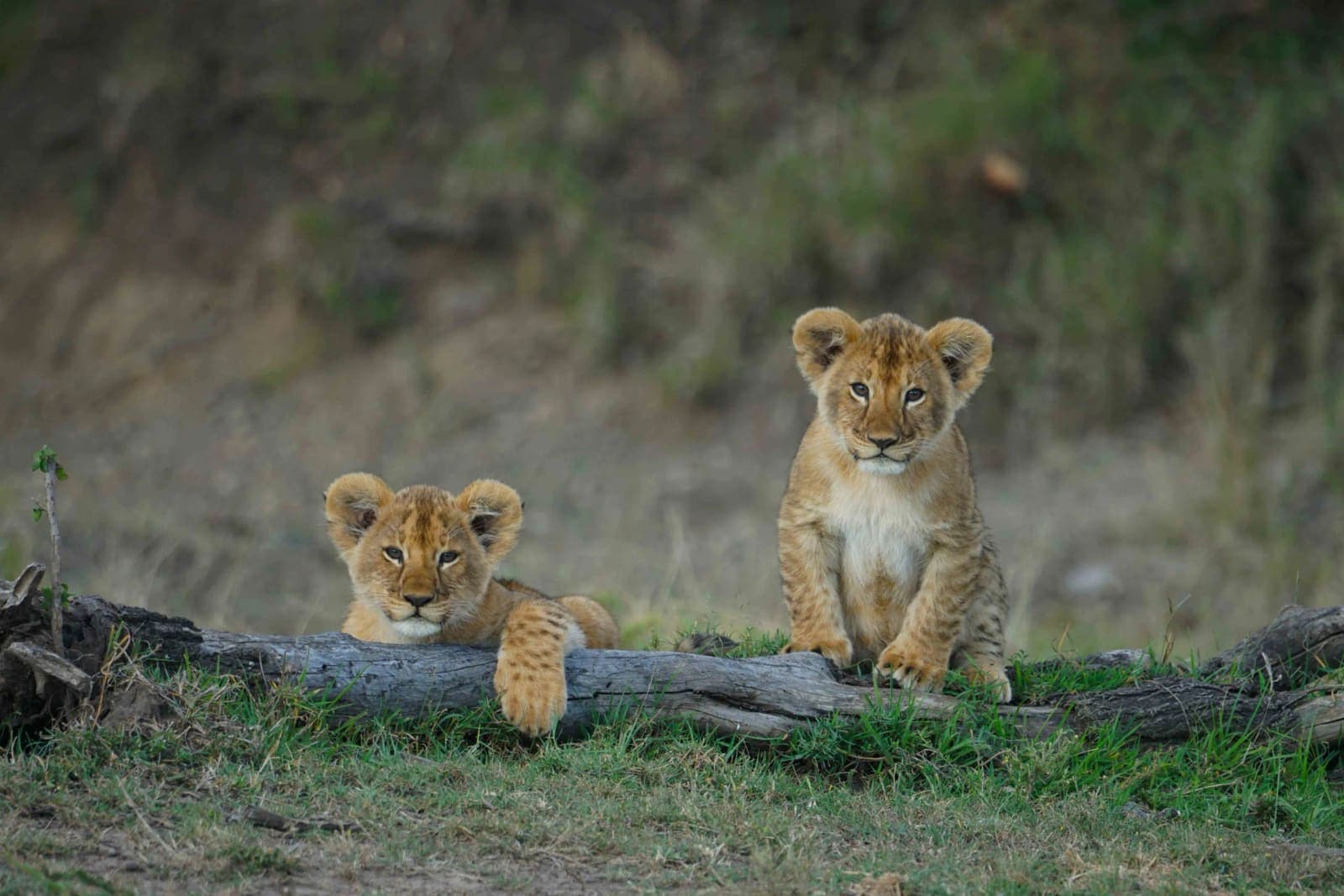 Two lion cubs resting beside a fallen log