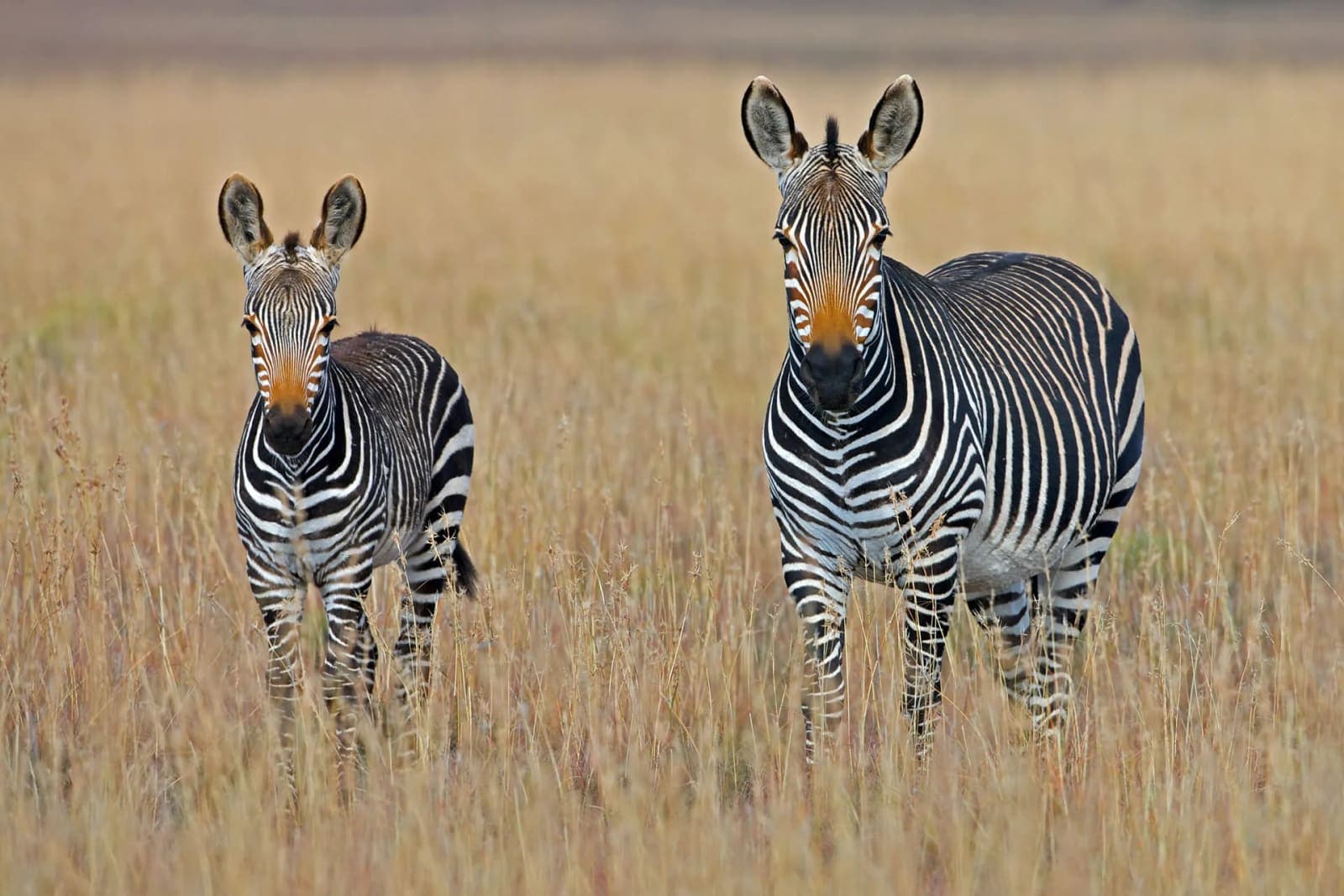 Two zebras standing in dry grass