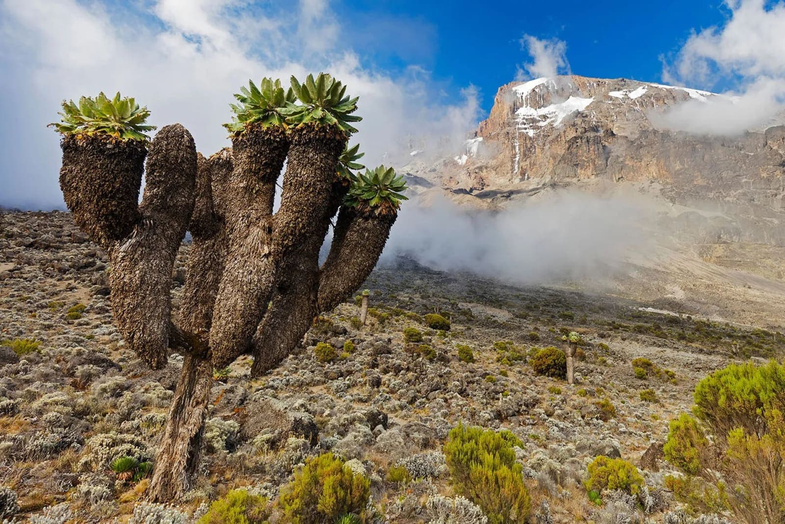 Giant groundsels on the moorland below Kilimanjaro’s cliffs