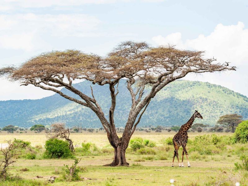 8 Days Tanzania Classic Safari