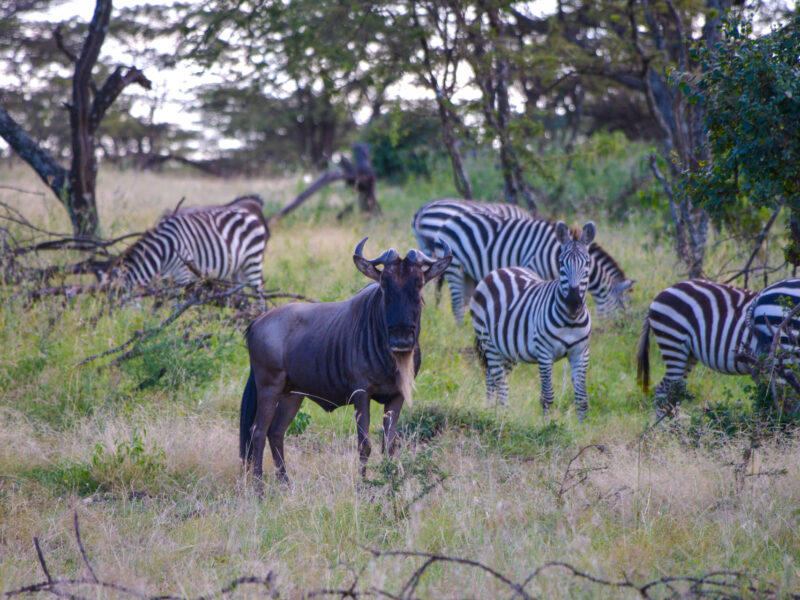 3-Day Tanzania Camping Safari