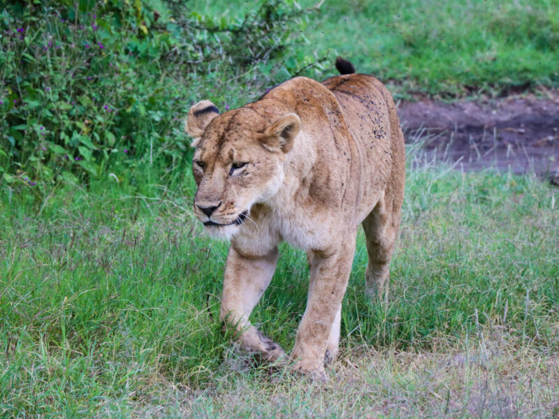 2 Days Tanzania Short Safari