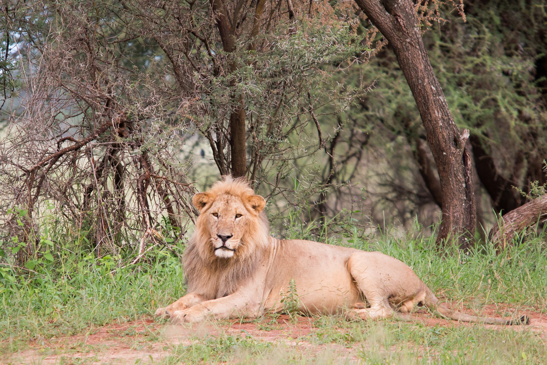 Most Recommended Tour Attractions in Tanzania