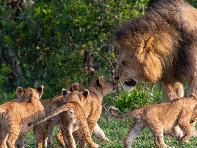 6 Days Tanzania Luxury Safari