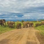 Combined Tanzania Tours