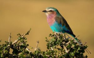 Visit Tarangire National Park