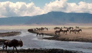 Visit Ngorongoro Conservation Area