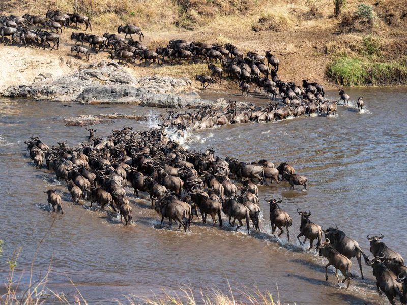 Serengeti Migration Safari