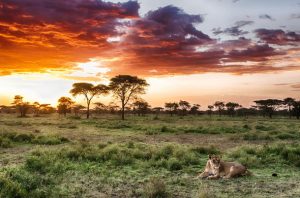 visit Serengeti National Park