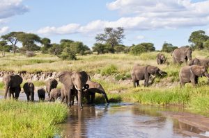 Visit Tarangire National Park