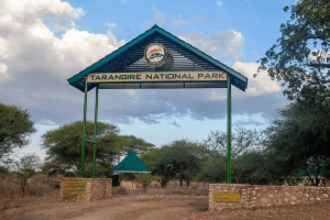 Visit Tarangire National Park