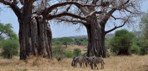Visit Tarangire National Park